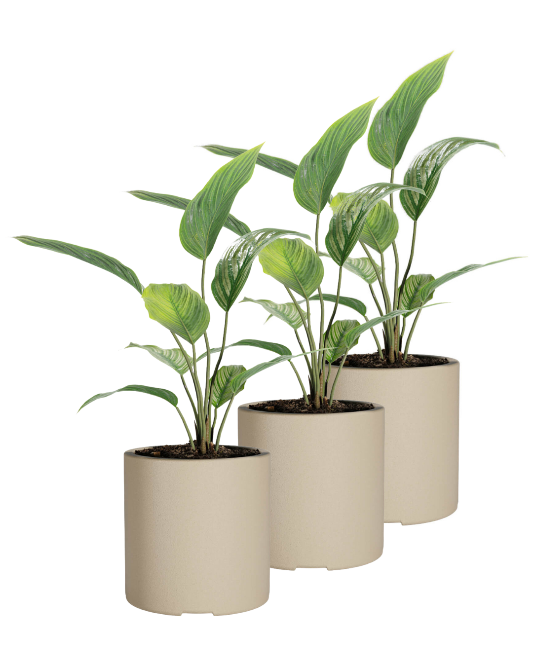 Black and White Minimalist Plant Sale Instagram Post (1)