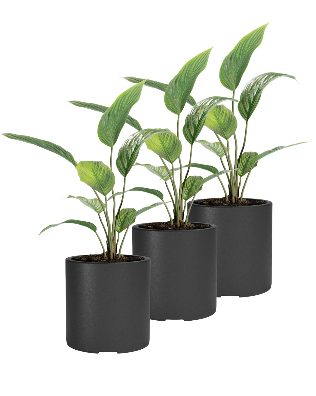 Black and White Minimalist Plant Sale Instagram Post