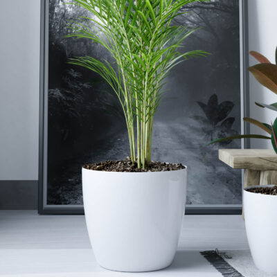 Pack 10 Macetas Premium N22 De 5,3 Litros